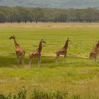 Giraffenfamilie