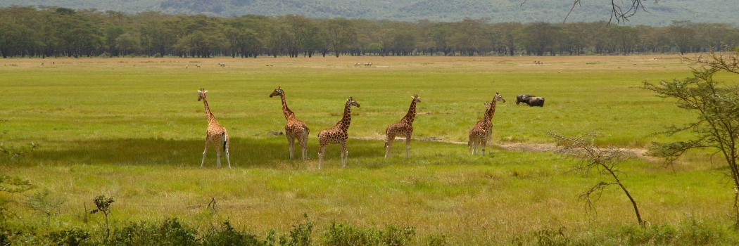 Giraffenfamilie