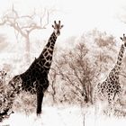 Giraffenfamilie