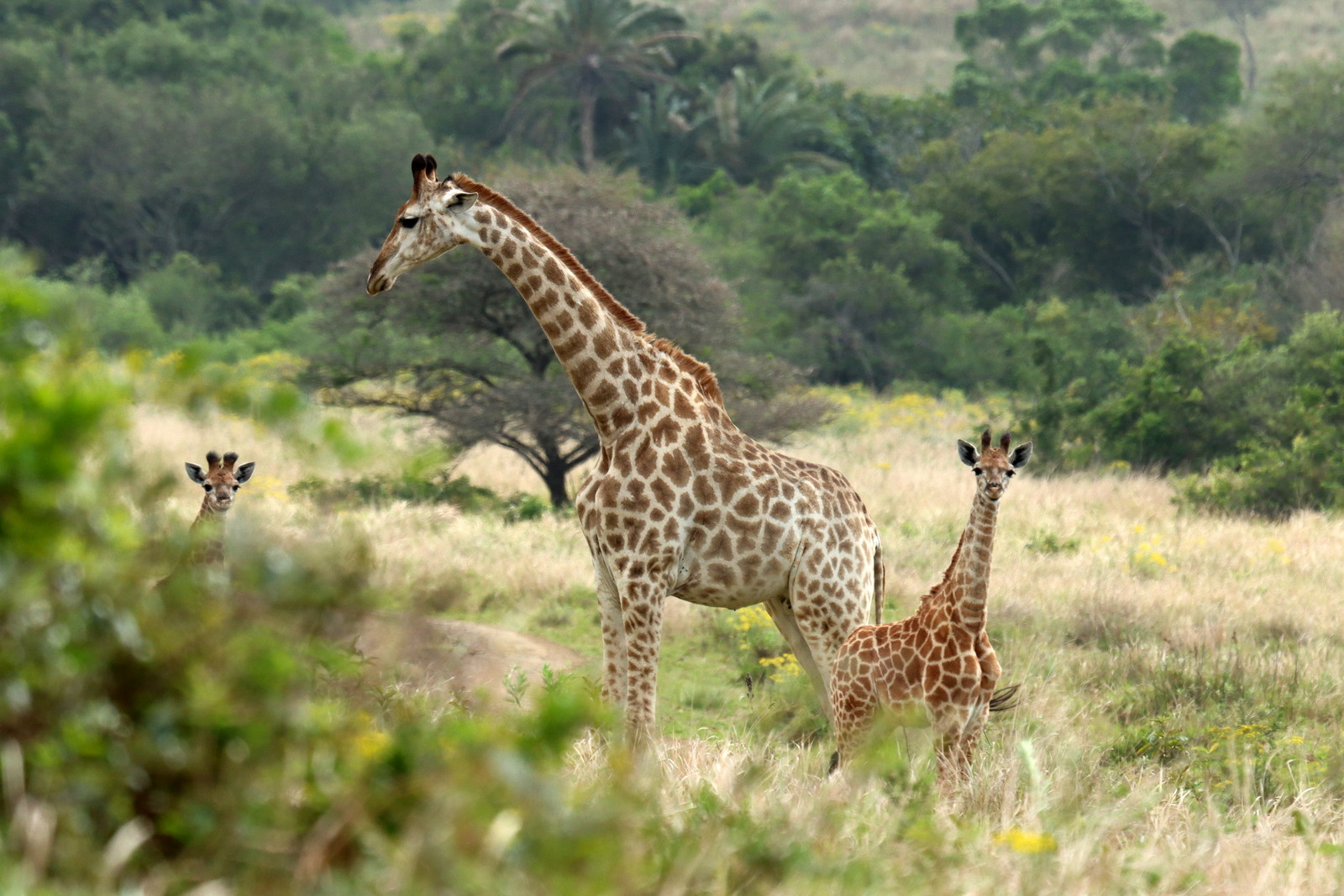 Giraffenfamilie