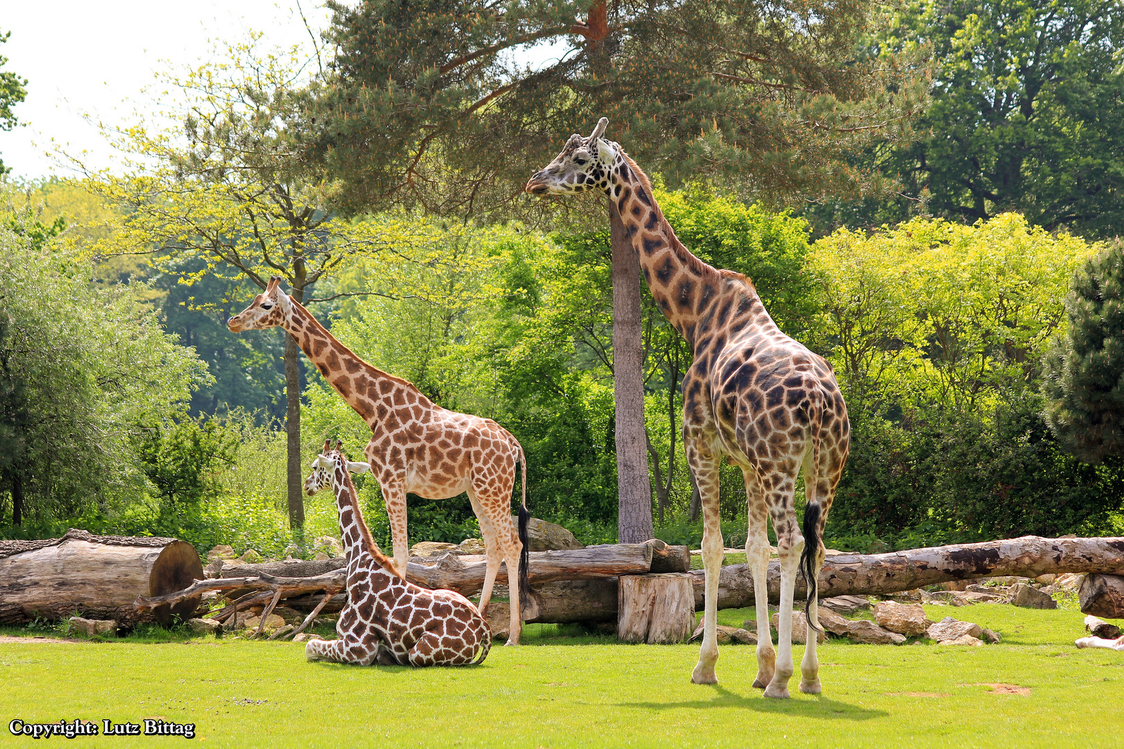 Giraffenfamilie