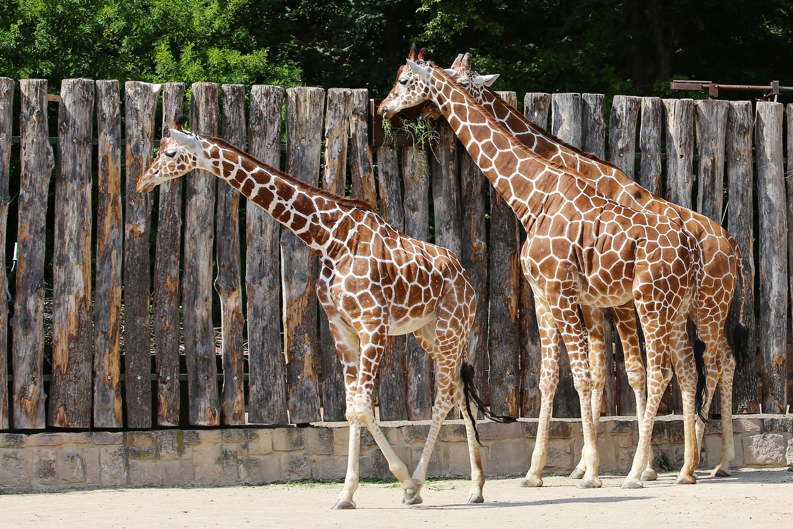 "Giraffenfamilie"