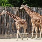 "Giraffenfamilie"