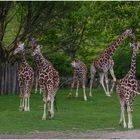 Giraffenfamilie