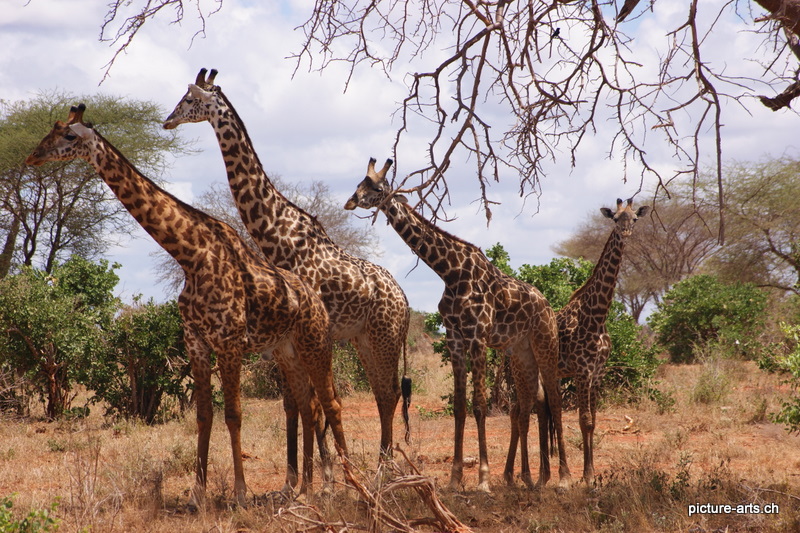 Giraffenfamilie