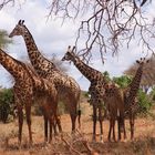 Giraffenfamilie