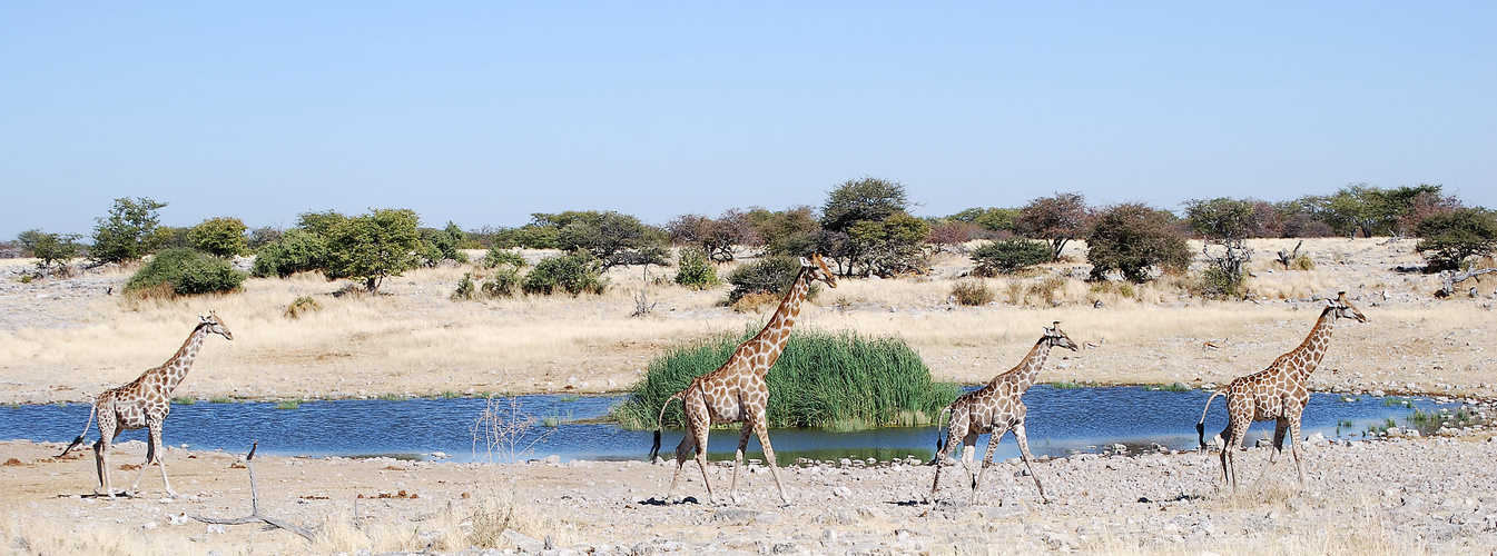 Giraffenfamilie