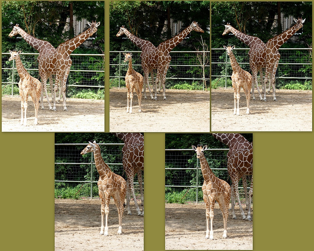 Giraffenfamilie im Kölner Zoo