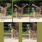 Giraffenfamilie im Kölner Zoo