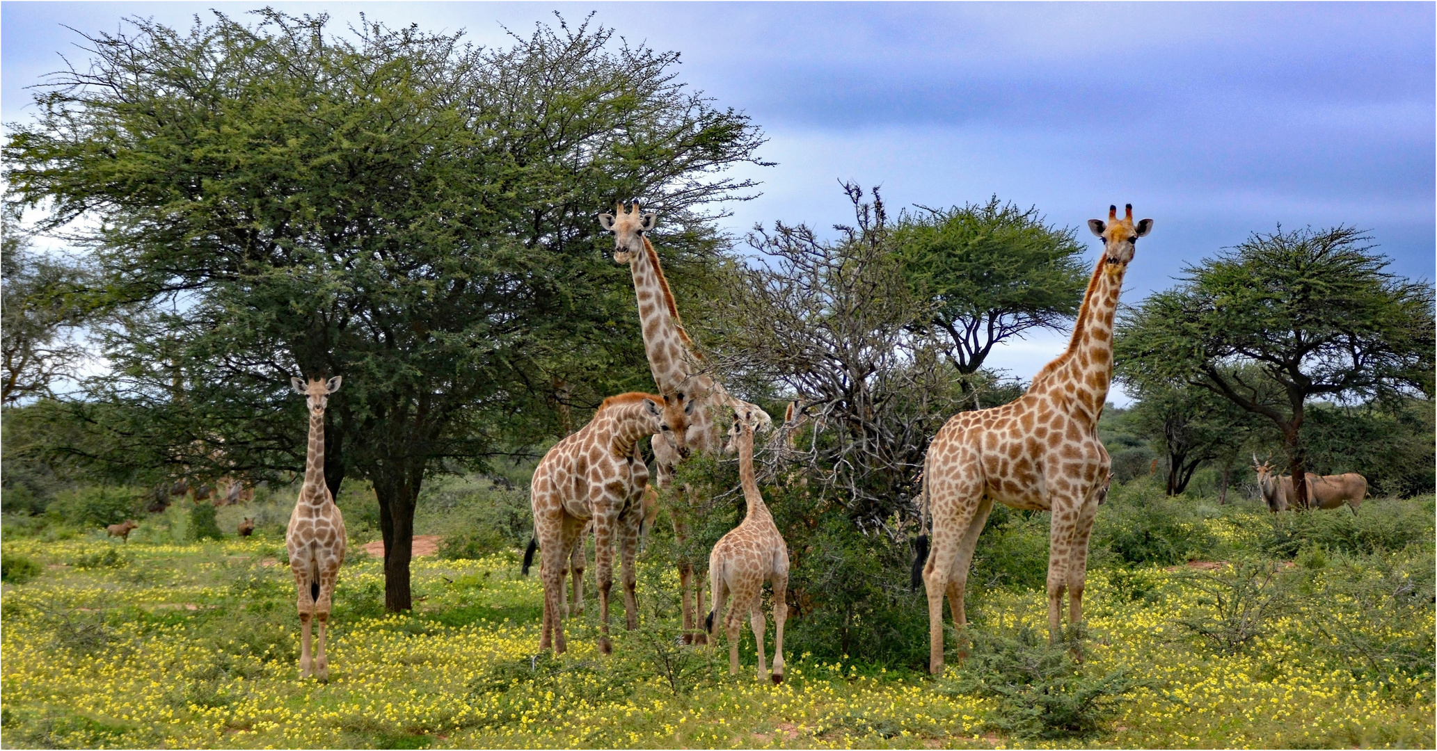 Giraffenfamilie im Mahango-NP (Namibia)