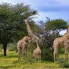 Giraffenfamilie im Mahango-NP (Namibia)