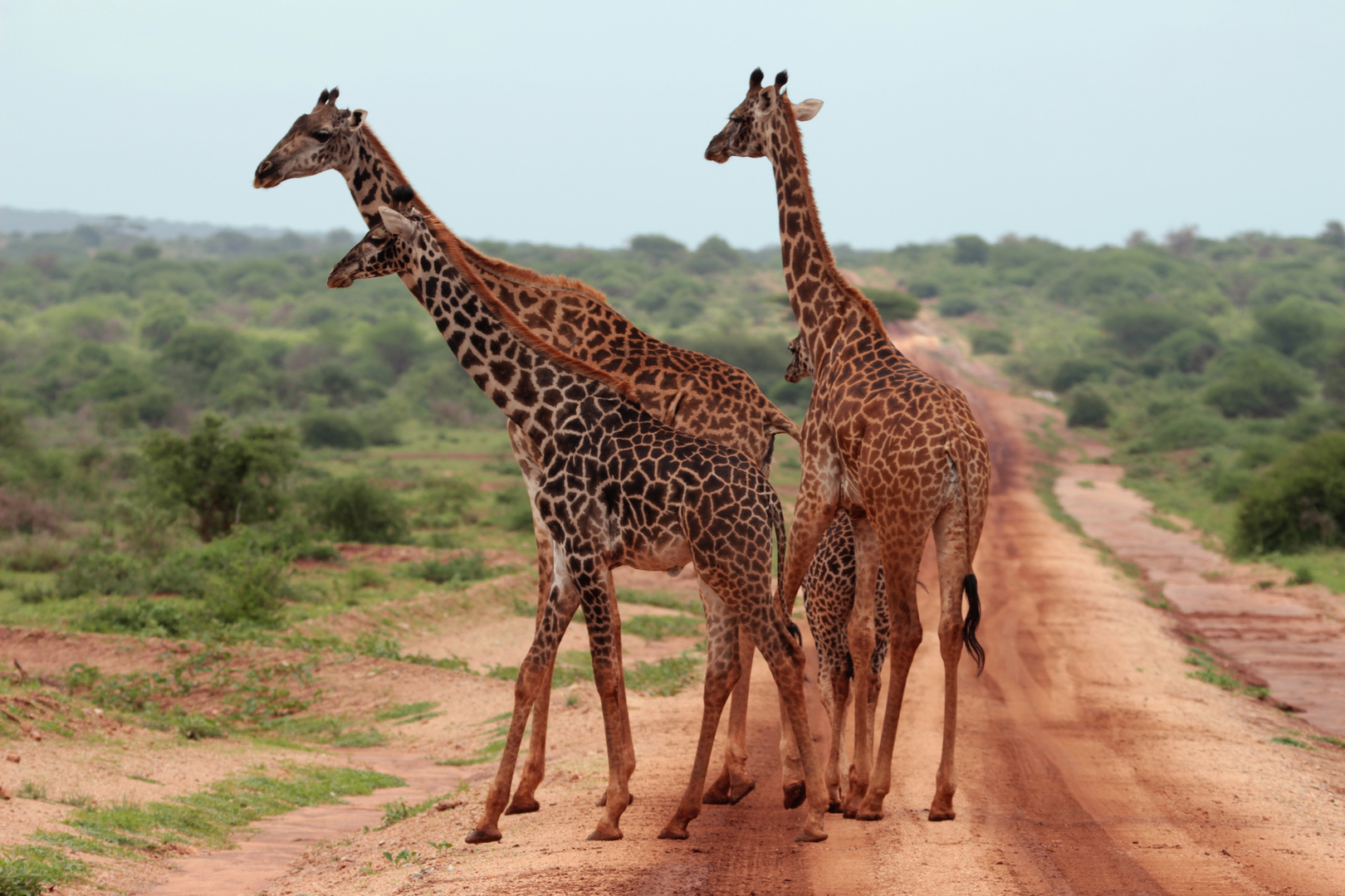 Giraffenfamilie im Nationalpark Amboseli (Kenia) 