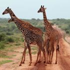 Giraffenfamilie im Nationalpark Amboseli (Kenia) 