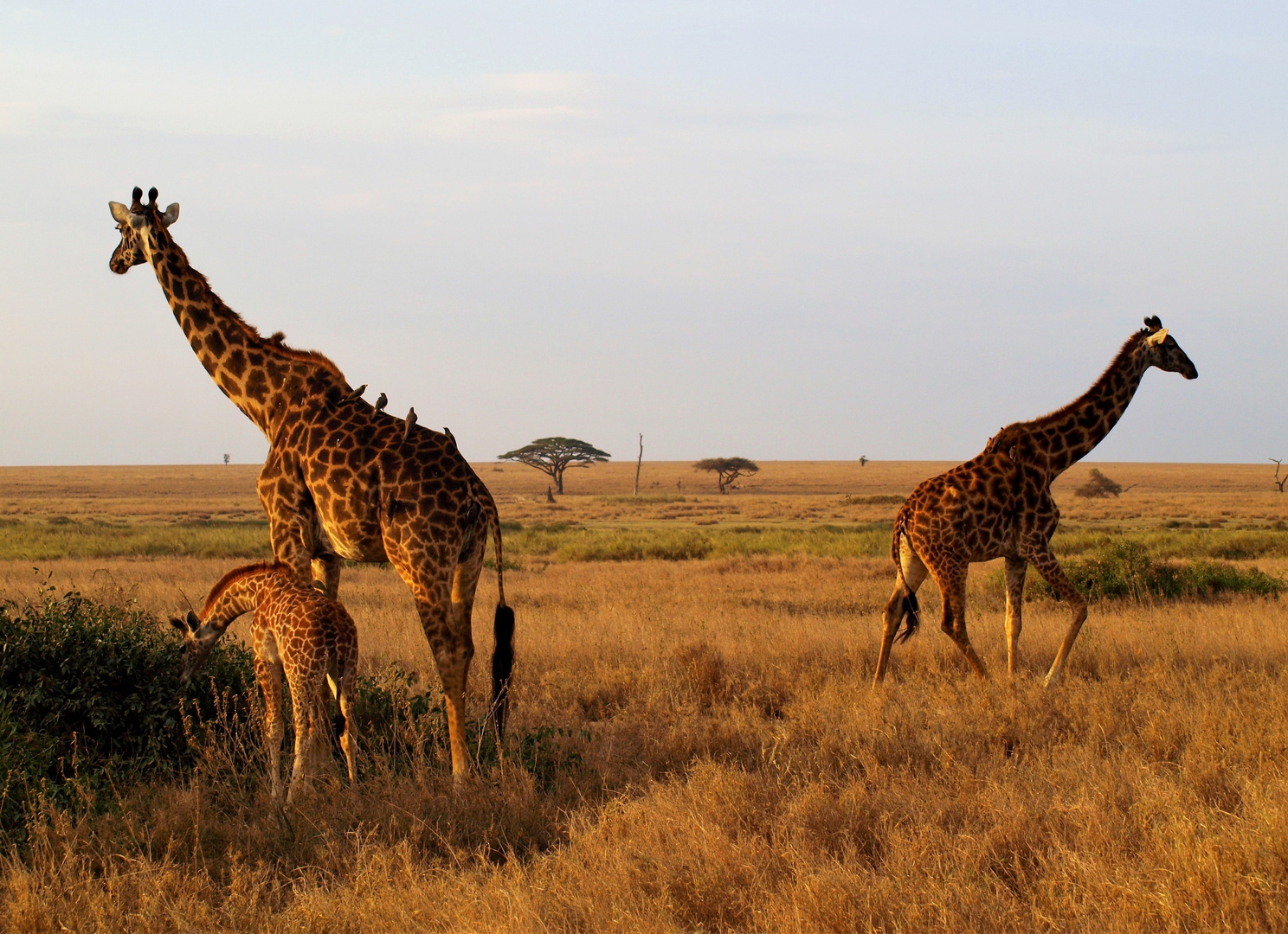 Giraffenfamilie in der Serengeti.