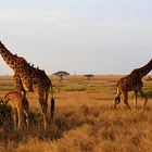 Giraffenfamilie in der Serengeti.