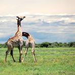 Giraffenflirt