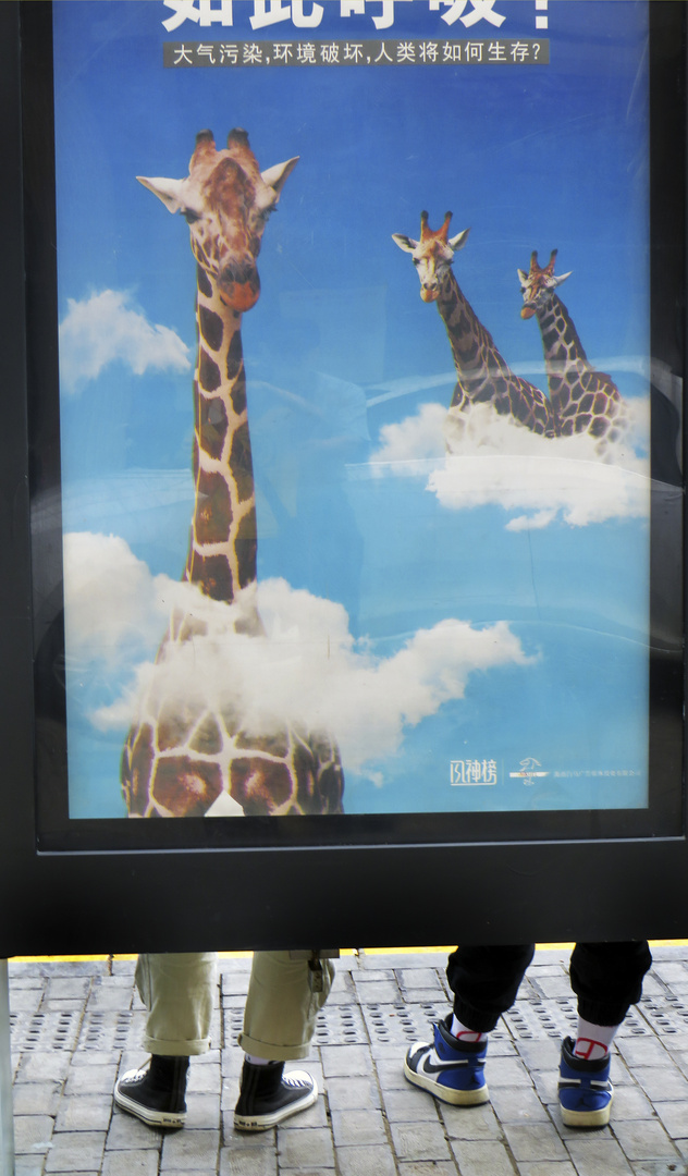 Giraffenfüße