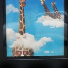 Giraffenfüße