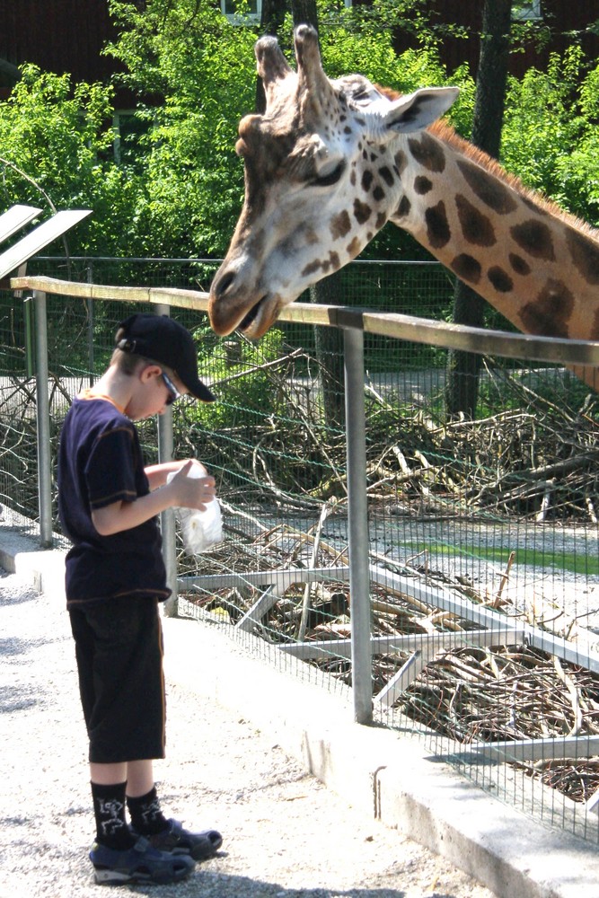 Giraffenfütterung