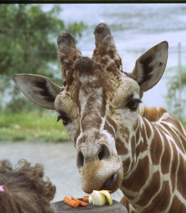 Giraffenfutter? von Max J. Maier