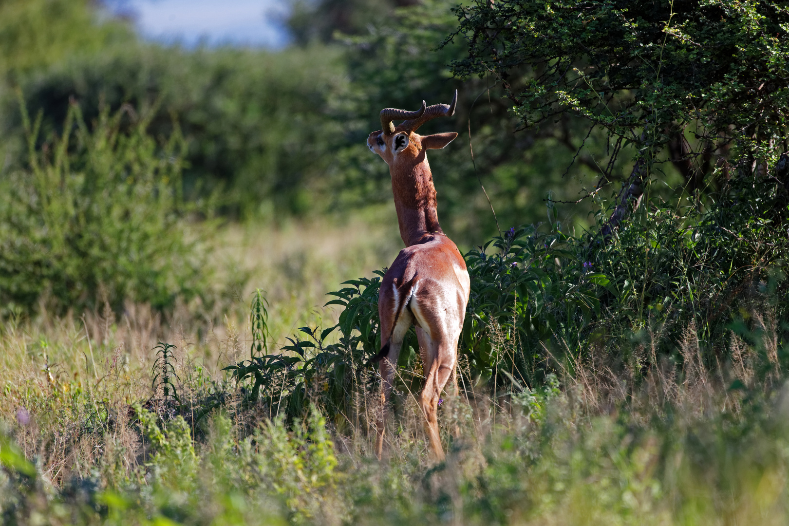 Giraffengazelle