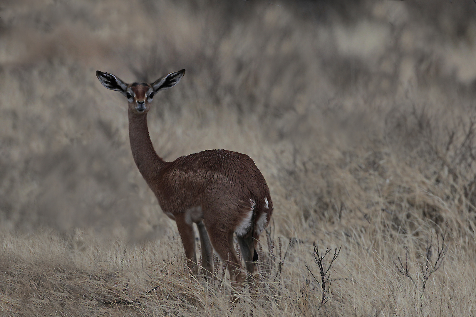 Giraffengazelle