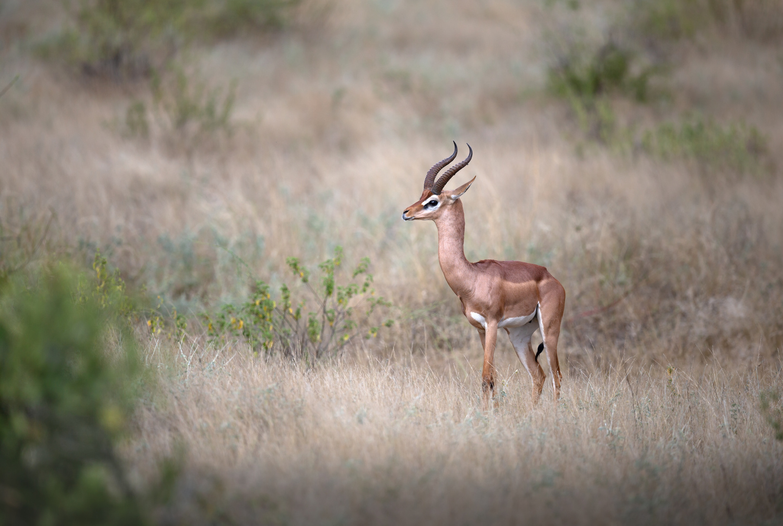 Giraffengazelle. 