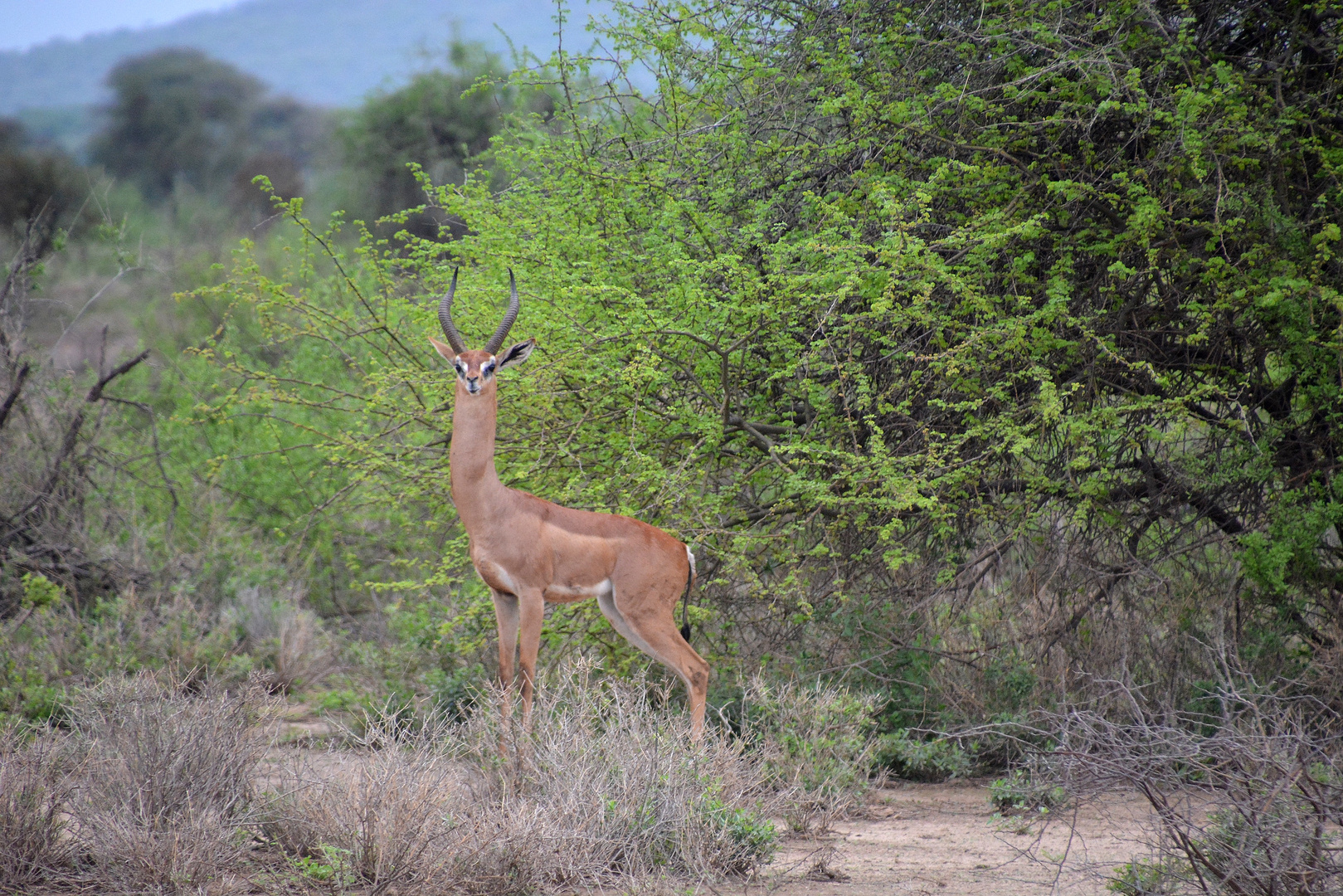 Giraffengazelle