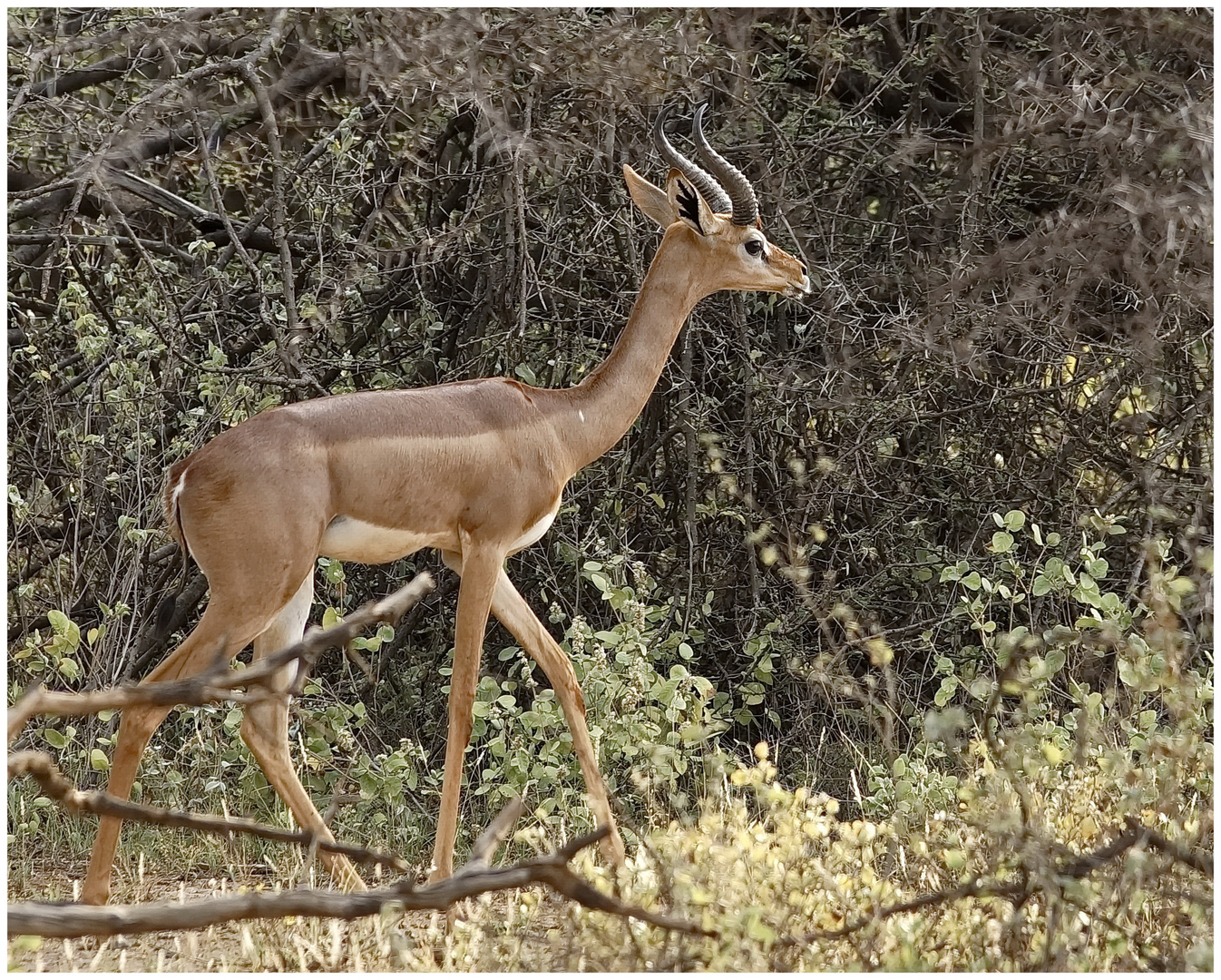 Giraffengazelle