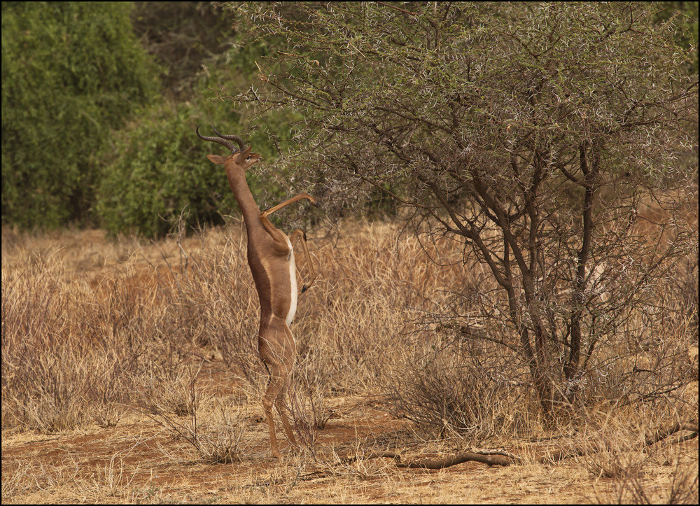 Giraffengazelle (Gerenuk) "Sieht man auch nicht alle Tage"