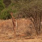 Giraffengazelle (Gerenuk) "Sieht man auch nicht alle Tage"