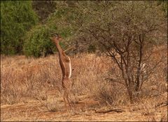 Giraffengazelle (Gerenuk) "Sieht man auch nicht alle Tage"