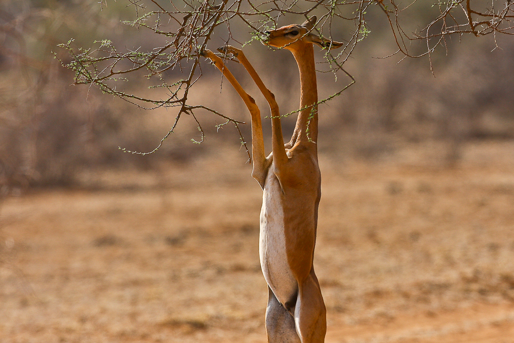 Giraffengazelle im Samburu N.P.