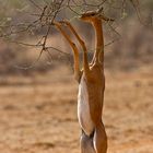 Giraffengazelle im Samburu N.P.