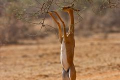 Giraffengazelle im Samburu N.P.