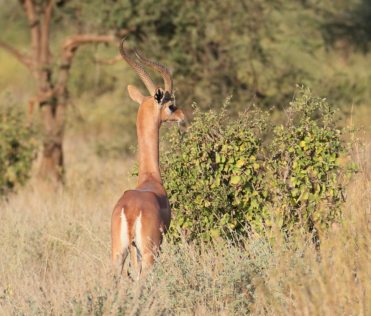 Giraffengazelle - Männchen - Bild 1