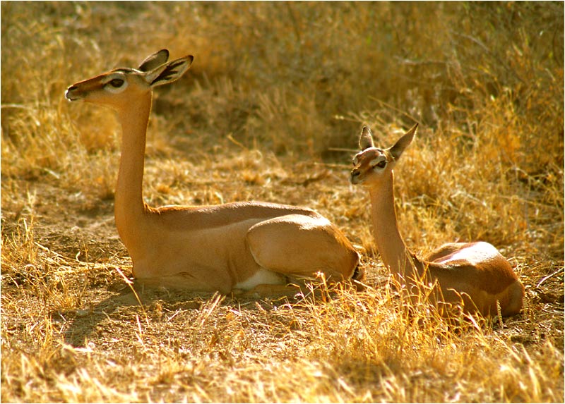 Giraffengazelle (Weibchen und Jungtier)