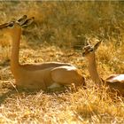 Giraffengazelle (Weibchen und Jungtier)