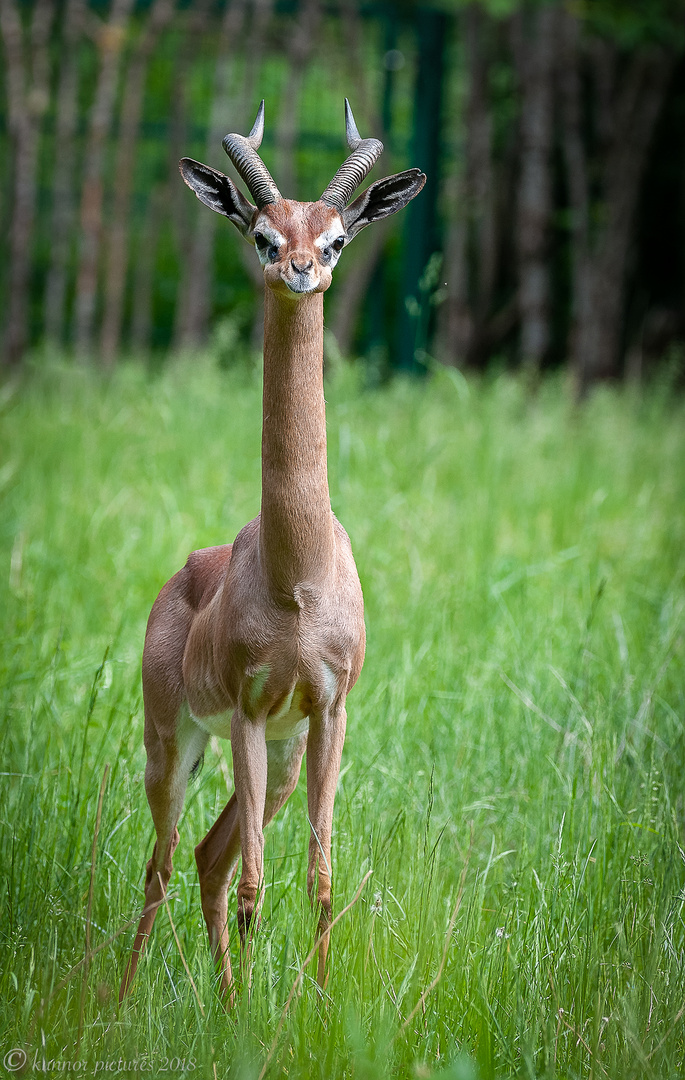 Giraffengazelle#4