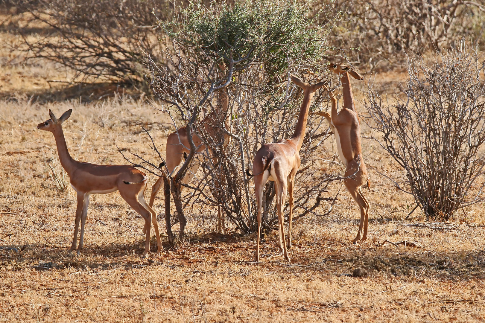 Giraffengazellen