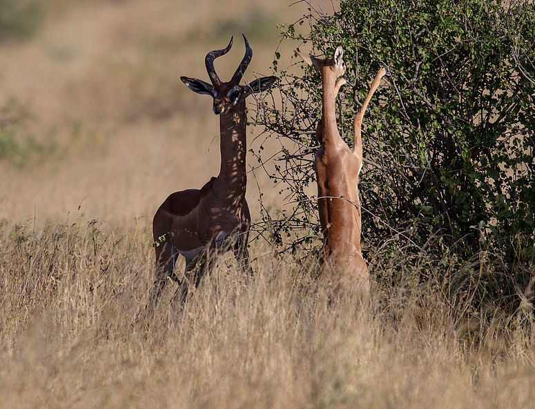 Giraffengazellen Paar