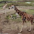 Giraffengehege