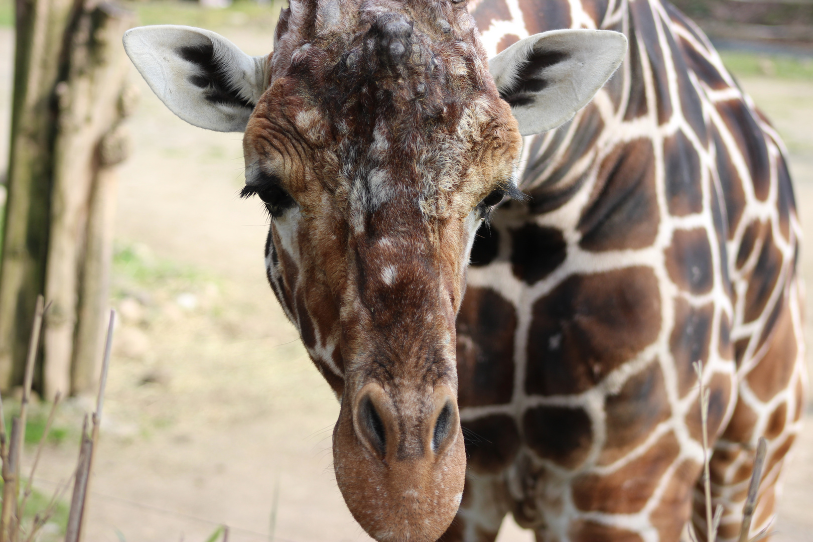 Giraffengesicht im Zoo Duisburg