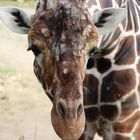 Giraffengesicht im Zoo Duisburg