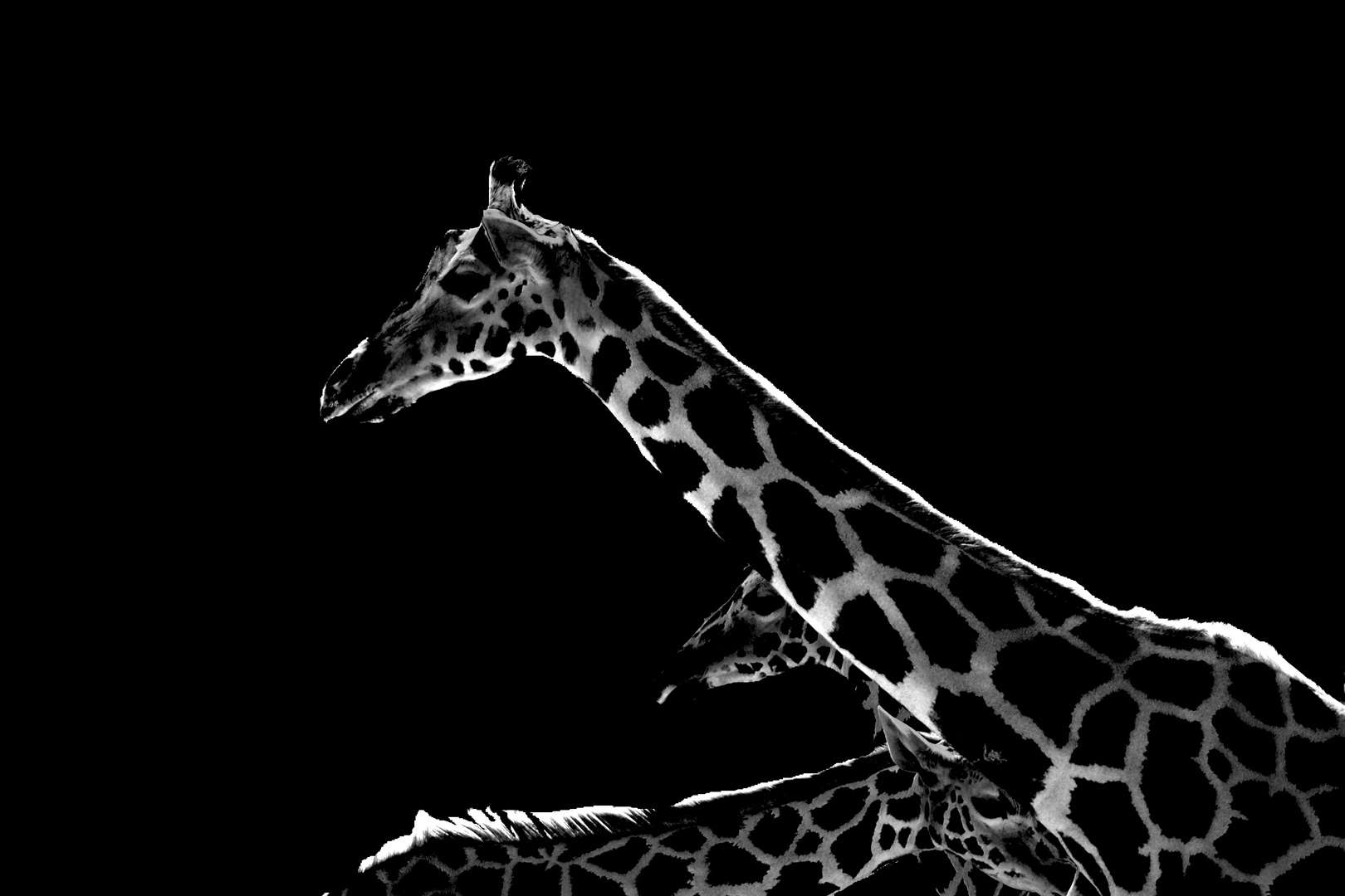 Giraffengruppe