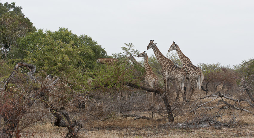 Giraffengruppe
