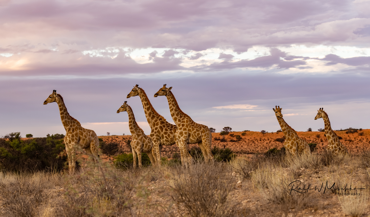 Giraffengruppe in der Kalahari kurz vor Sonnenuntergang