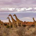 Giraffengruppe in der Kalahari kurz vor Sonnenuntergang