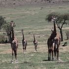 Giraffengruppe in der Masai-Mara 2