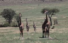 Giraffengruppe in der Masai-Mara 2